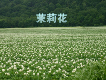 《唱歌 茉莉花》PPT课件9-九年级下册音乐【人教版】