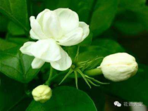 《唱歌 茉莉花》PPT课件2-九年级下册音乐（五线谱）【人教版】