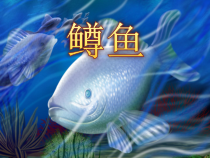 《鳟鱼》PPT课件3-八年级下册音乐【人音版】