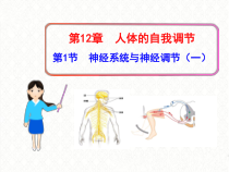 北师大版生物七年级下册（课件10份可预览）