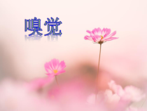 《第2节 感受器和感觉器官》PPT课件1-北师大版生物七年级下册