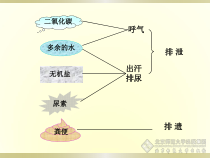 《第2节 尿的形成与排出》PPT课件2-北师大版生物七年级下册