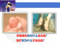 《第3节 皮肤与汗液分泌》PPT课件1-北师大版生物七年级下册