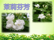 《茉莉花（一）》PPT课件3-七年级上册音乐【苏少版】